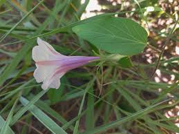 Image result for Ipomoea blepharophylla