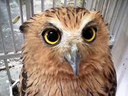 Check spelling or type a new query. Harga Burung Hantu Celepuk Termurah Dan Paling Banyak Diminati
