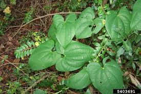 Image result for Dioscorea alata