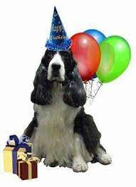 Check spelling or type a new query. Happy Birthday To My Friend Vicki You Know Who You Are Spaniel Dog English Springer Spaniel Springer Spaniel