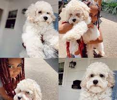 Vet checked from nose to tail, dewormed, microchipped and with health certificate and health guarantee… view details $655 F1b Goldendoodle Puppies For Sale Ontario The Y Guide