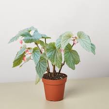 Image result for Begonia nyassensis