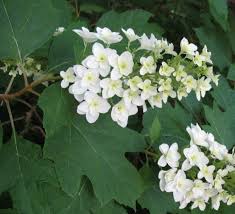 Image result for Hydrangea quercifolia