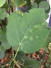 Other problems that are not specific to fig but can affect them include root knot nematode (meloidogyne spp.) and dried fruit beetle (carpophilus spp.) fabulous figs to try. Fig Ficus Carica Fig Mosaic Disease Pacific Northwest Pest Management Handbooks
