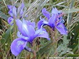Home » climate zones » san francisco bay area and inland. Bay Area Hiker Purple And Pink Wildflowers