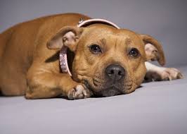 Hoist The Union Jack For These Pups As Old As Old Blighty Herself Terrier Dog Breeds Pitbull Dog Staffordshire Bull Terrier