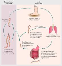 Image result for Strongyloides