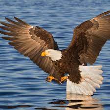 The oldest known bald eagle in the wild was at least 38 years old. 10 Majestic Facts About The Bald Eagle