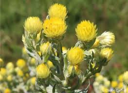 Image result for Helichrysum kirkii