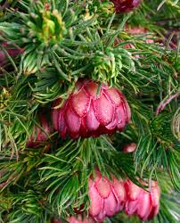 Image result for Protea micans