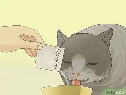3 Ways To Treat Vomiting Accompanied By Diarrhea In A Cat