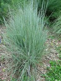 Image result for Schizachyrium