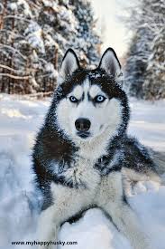 Siberian Husky Puppies Black And White With Blue Eyes Beautiful Siberian Husky Photos Husky Puppy Life In 2020 White Siberian Husky Husky Dogs Husky With Blue Eyes
