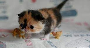 Some people even insure their pet as they were so valuable to them. Cutest Kitten I Ve Ever Seen Imgur