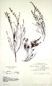 Image result for Erica pleiotricha