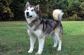 Check spelling or type a new query. Inilah Yang Berbeda Dari Alaskan Malamute Dan Siberian Husky