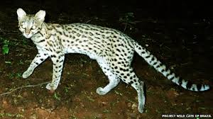 Intuitive fred888: New species of wild cat identified in Brazil
