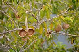 Image result for Hexalobus