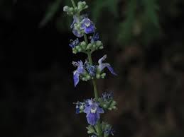 Image result for Maerua becquetii