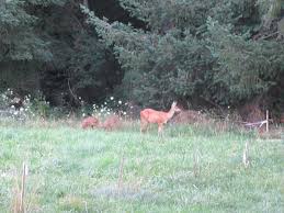 Profile for Youmans Family Reunion