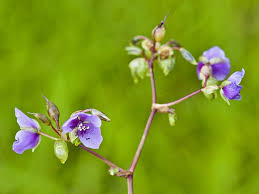 Image result for Murdannia simplex