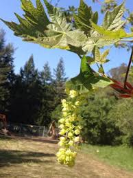 Image result for Kirkiaceae