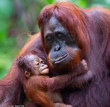The major threat in borneo is the loss of the ecological integrity of the islands' lowland ecosystems and hunting. Https Www Dailymail Co Uk News Article 7377297 Mother Two Killed Horror Demolition Derby Accident Html 2019 08 21t02 41 39z Yearly 0 7 Https I Dailymail Co Uk 1s 2019 08 21 00 17504326 7377297 Image A 40 1566344540573 Jpg Darylynne Day A