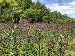 Image result for Vernonia galpinii