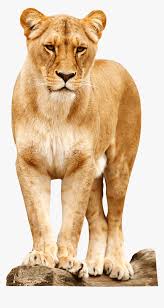 Maybe you would like to learn more about one of these? Transparent Background Transparent Lion Png Png Download Kindpng
