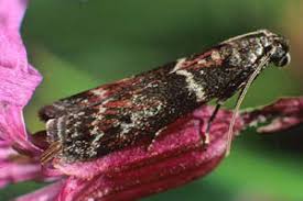 Image result for Cryptoblabes bistriga