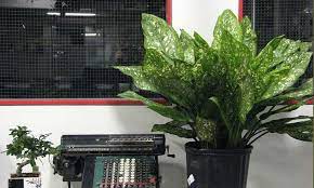 Check spelling or type a new query. Dieffenbachia Propagation 2 Methods For Success Epic Gardening