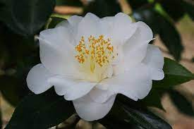Camellia Queen Bessie Semi Double White Camellia Flower Images Japonica