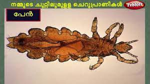 Insects Preschool Education In Malayalam Kids Learning In Malayalam Youtube