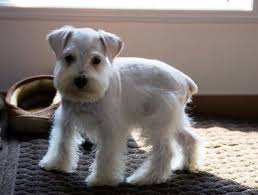 Black And White Mini Schnauzer Puppies White Mini Schnauzer Puppy In 2020 Schnauzer Puppy Miniature Schnauzer Puppies Mini Schnauzer Puppies