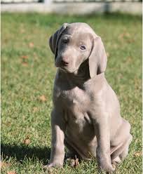 Cats dogs birds fish farms reptiles rodent exotic animals. Weimaraner Puppies For Sale Near Me Cute Weims For Kids