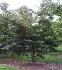 Image result for Diospyros batocana