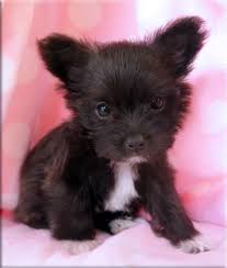 Black And White Maltese Chihuahua Mix The Life Times Of Jayteewo I Want Wednesday Chihuahua Mix Puppies Chihuahua Mix Chihuahua