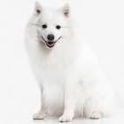 Japanese Spitz Dog Breed Information - American Kennel Club