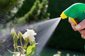 A spray made from common household items will smother the aphids after just a few treatments. Garden Natural Bug Spray Recipes Aphid Fly Natural Oxalis Wendyls Green Goddess