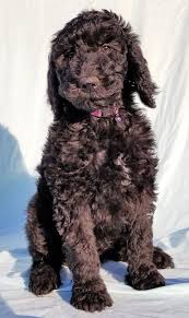 We did not find results for: Goldendoodle Puppies Mini Goldendoodle Puppies Goldendoodle Breeders Goldendoodle Puppy