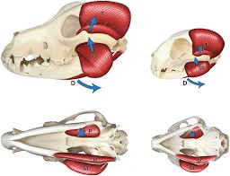 Someone determined to bite on a bone is at risk for broken teeth and damage to the jaw joint, hewlett explains. Frontiers Bite Forces And Their Measurement In Dogs And Cats Veterinary Science