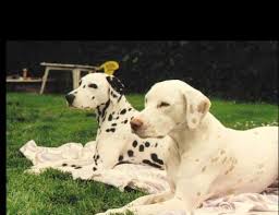 Black Dalmatian And A Lemon Dalmatian Gorgeous Dogs Spotty Dog Dalmatian Puppy Dalmation Puppy