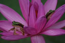 Pin By Annemarie Mehlow On Travel Pics Travel Pictures Koh Phangan Frog