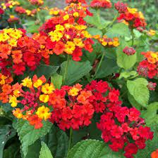 All year flowers to plant. 26 Flowers That Bloom All Year Round Permanent Flowering Plants