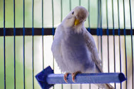 Caring Pet Cremation In Brisbane Pet Memorial Australia