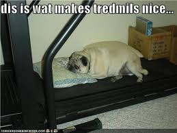 Meet this adaptable, friendly, and loving hybrid breed! Funniest Fat Dog Memes