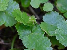 Image result for Hydrocotyle sibthorpioides
