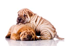Maybe you would like to learn more about one of these? Chinese Shar Pei Shar Pei Puppies For Sale Akc Puppyfinder