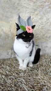 Bunny Flower Cat Hat Bunny Hat for Cat Bunny Hat for Cats - Etsy Ireland