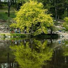 gingko biloba au parc oriental de maulevrier japon hanami jardinremarquable maulevrier jardin de meditation jardin japonais fleur de cerisier